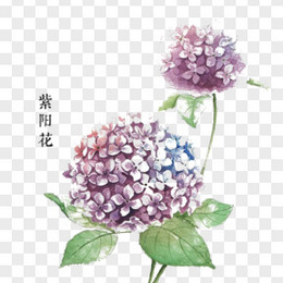 手绘紫阳花png图片素材免费下载 手绘png 600 500像素 熊猫办公 手绘紫阳花png图片素材免费下载 手绘png 600 500像素 熊猫办公
