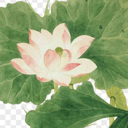 青莲图片 青莲素材 青莲png大全下载 熊猫办公