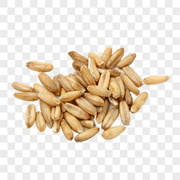 葵花子图片 葵花子素材 葵花子png大全下载 熊猫办公