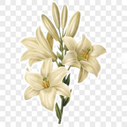百合花插花的花瓶花篮png图片素材免费下载 花篮png 794 900像素 熊猫办公 百合花插花的花瓶花篮png图片素材免费下载 花篮png 794 900像素 熊猫办公