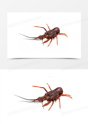 澳洲大龙虾怎么杀 288x407