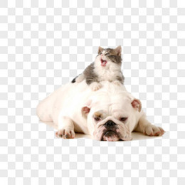 猫图片 猫素材 猫png大全下载 熊猫办公