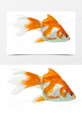 小金鱼素材 小金鱼图片 小金鱼素材图片下载 熊猫办公