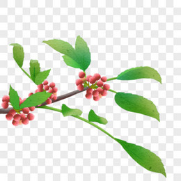 花椒图片_花椒素材_花椒PNG大全下载_熊猫办公