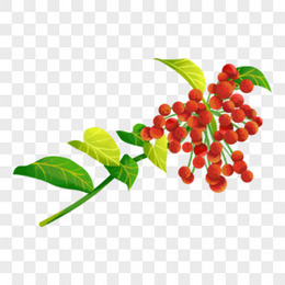 花椒图片_花椒素材_花椒PNG大全下载_熊猫办公