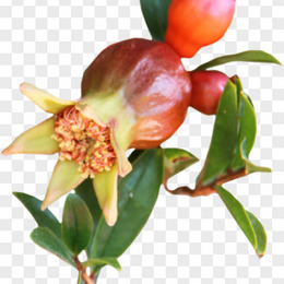 石榴花图片 石榴花素材 石榴花png大全下载 熊猫办公