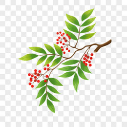 花椒图片_花椒素材_花椒PNG大全下载_熊猫办公