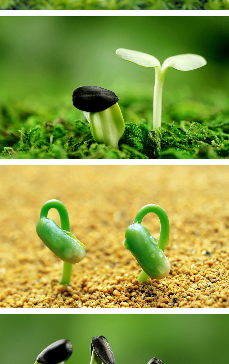 种子发芽嫩芽幼苗ppt背景图片