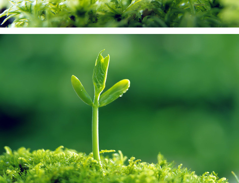 种子发芽嫩芽幼苗ppt背景图片