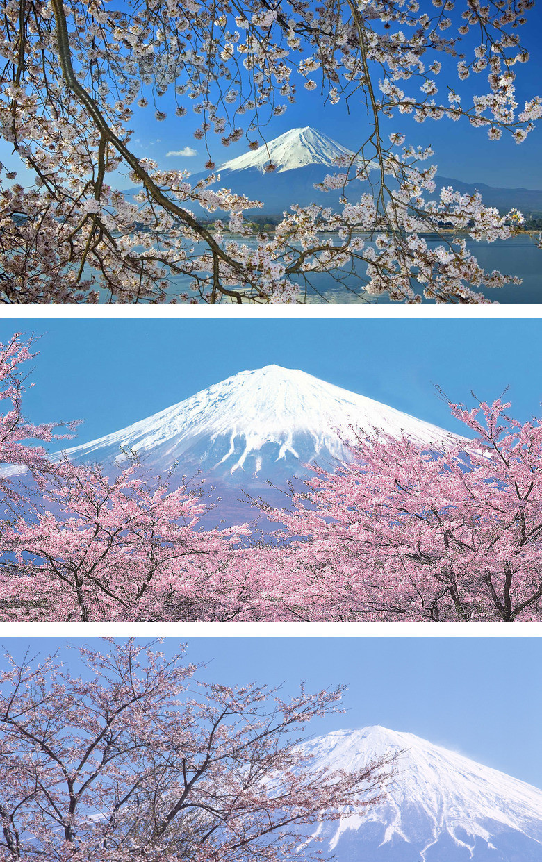 富士山樱花幻灯片背景图片