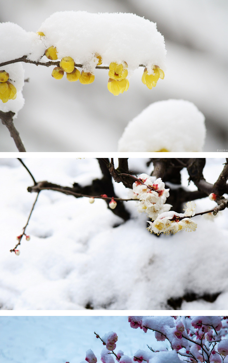 傲雪梅花幻灯片背景图片