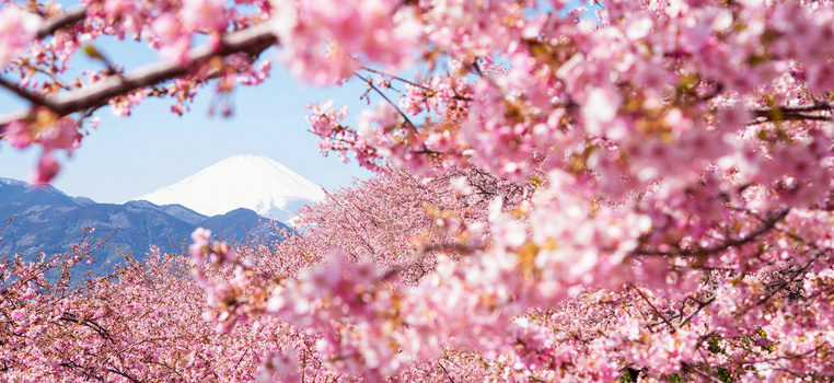 富士山櫻花飄落背景圖