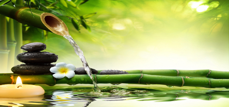 绿竹背景图片大全 绿竹背景素材下载 熊猫办公