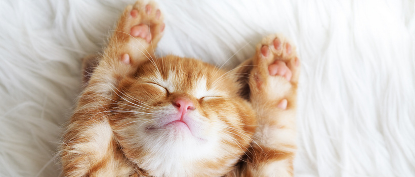 宠物猫背景图片大全_宠物猫背景素材下载_熊猫办公