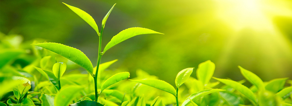 阳光美景背景图片素材免费下载_熊猫办公