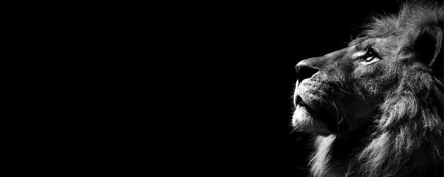黑白狮子背景