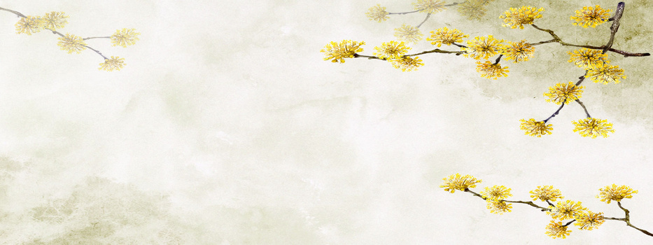 菊花花茶清新背景banner