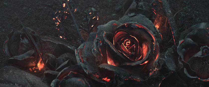 黑玫瑰背景图片大全 黑玫瑰背景素材下载 熊猫办公