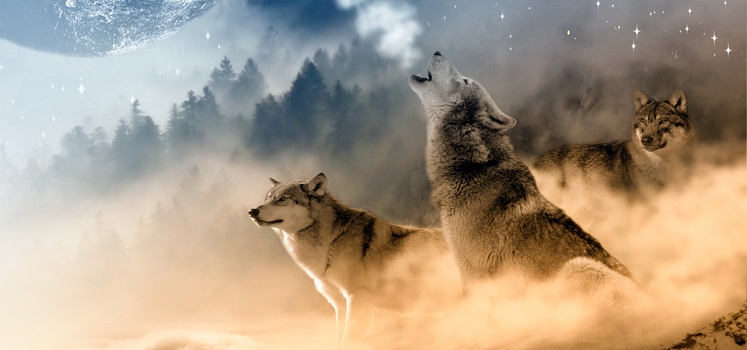 狼群背景图片大全_狼群背景素材下载_熊猫办公
