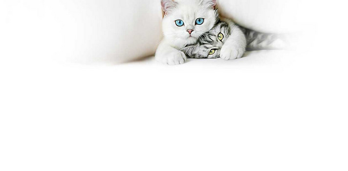 可爱猫咪背景图片大全 可爱猫咪背景素材下载 熊猫办公