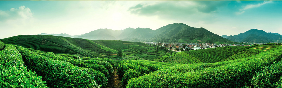 绿色茶园背景图