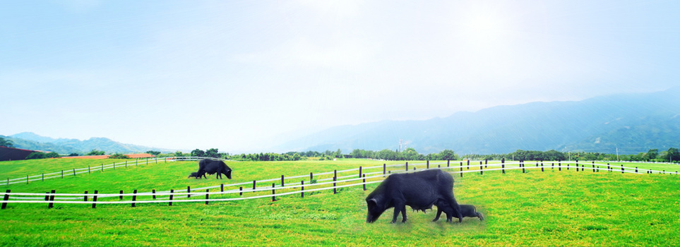 农业畜牧业牛背景banner