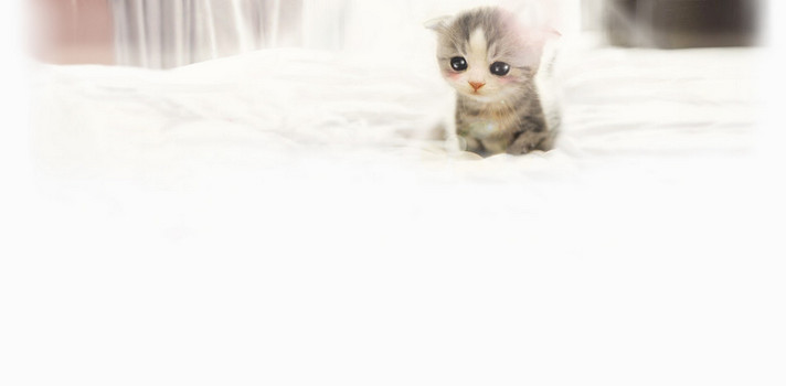 可爱猫咪背景图片大全 可爱猫咪背景素材下载 熊猫办公