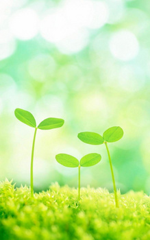 jpgjpg清新的绿芽背景像素:1920 x 759格式: jpgjpg小树苗背景