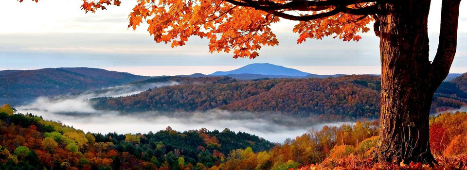 红叶背景图片大全 红叶背景素材下载 熊猫办公