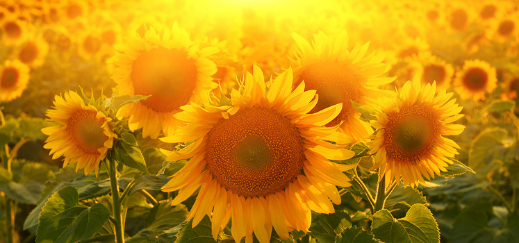 黄色阳光向日葵小清新背景