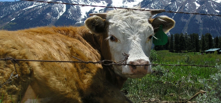 牛背景图片大全 牛背景素材下载 熊猫办公
