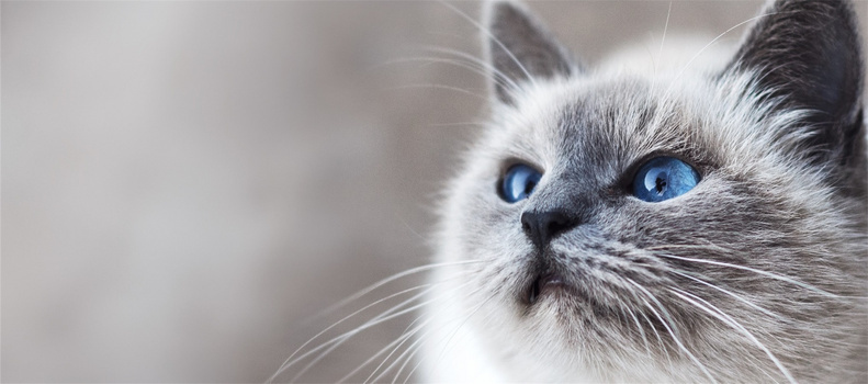 宠物背景背景图片素材免费下载_熊猫办公