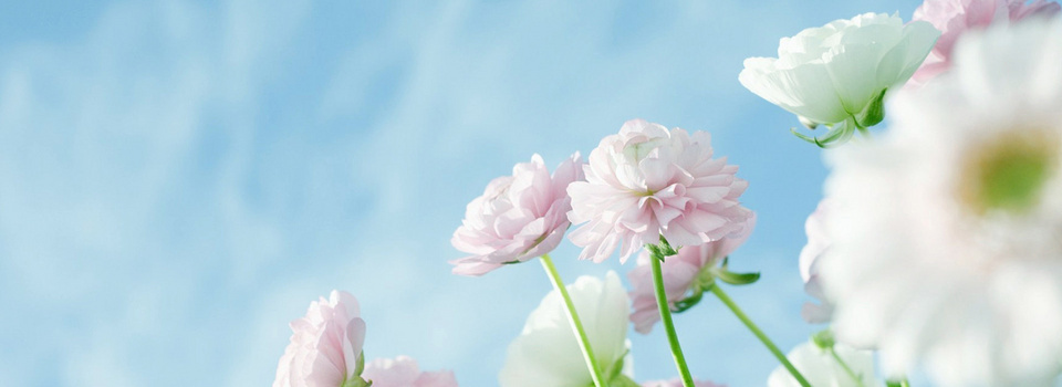 白色的花背景图片大全 白色的花背景素材下载 熊猫办公 白色的花背景图片大全 白色的花背景素材下载 熊猫办公