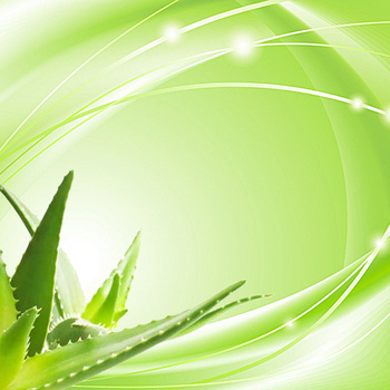 清新绿色芦荟背景图