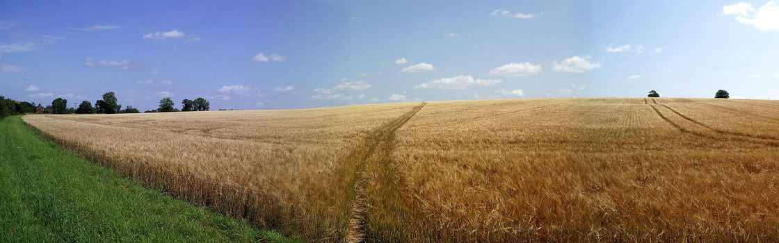 稻草黄金色海报背景图
