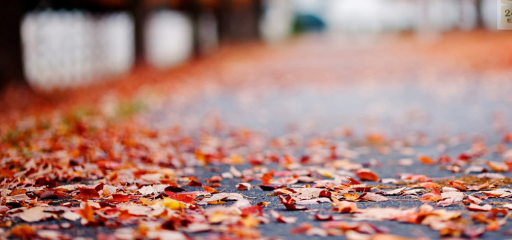 红叶背景图片大全 红叶背景素材下载 熊猫办公