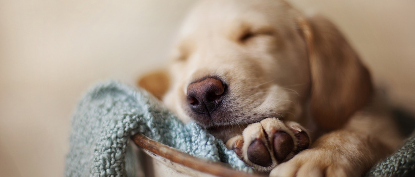 宠物背景背景图片素材免费下载_熊猫办公