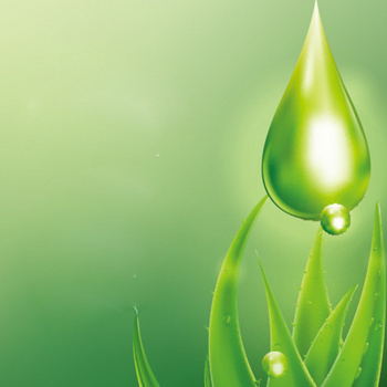清新绿色水珠芦荟背景图