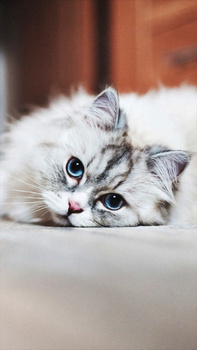 宠物猫背景图片大全 宠物猫背景素材下载 熊猫办公 宠物猫背景图片大全 宠物猫背景素材下载 熊猫办公