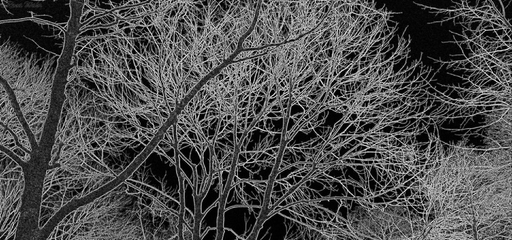 黑白树枝海报背景