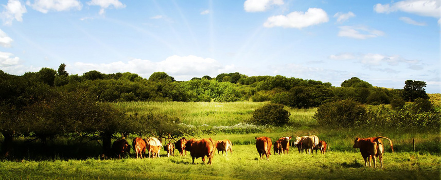 风景banner背景jpg像素:1920 x 784格式: jpg蒙古包蓝天白云草原摄影