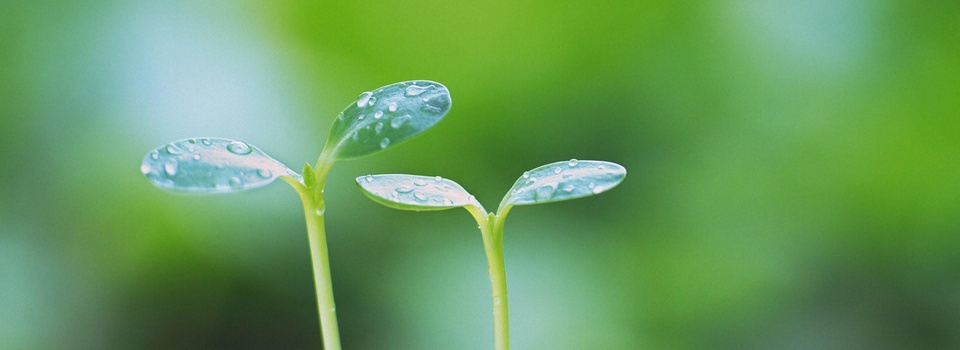 绿芽清新背景