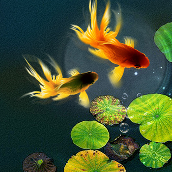 中国风之水中荷叶与荷花