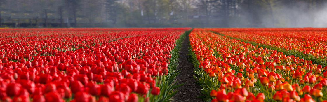 玫瑰花园背景图片大全 玫瑰花园背景素材下载 熊猫办公