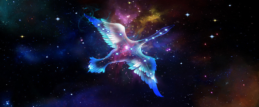 紫色天鹅梦想背景banner