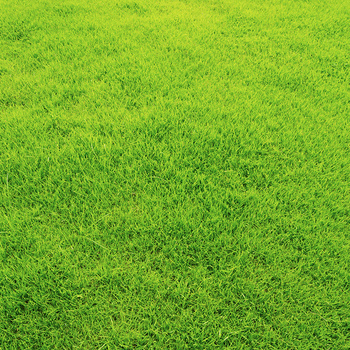 微信绿色草地背景图片