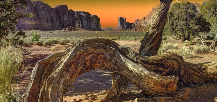 枯木背景图片大全 枯木背景素材下载 熊猫办公