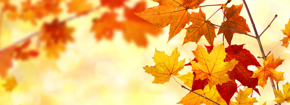 红叶背景图片大全 红叶背景素材下载 熊猫办公