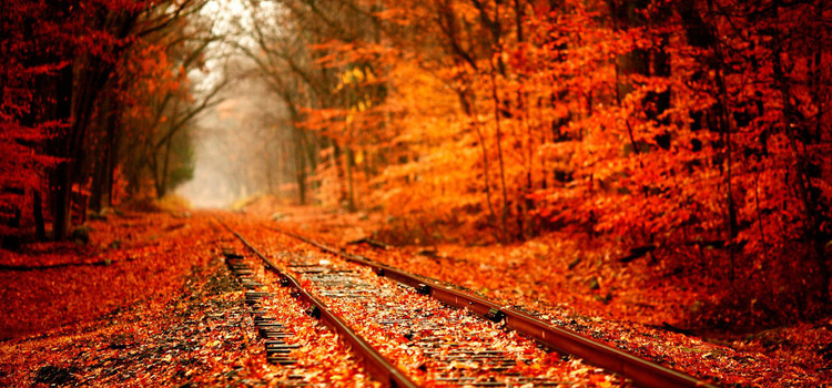 秋冬枫林道路海报banner