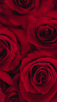 红色玫瑰花花朵花瓣平铺h5背景